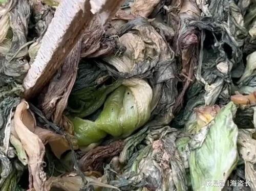 爆料汕头腌菜视频播放下载 第2张 爆料汕头腌菜视频播放下载 第2张